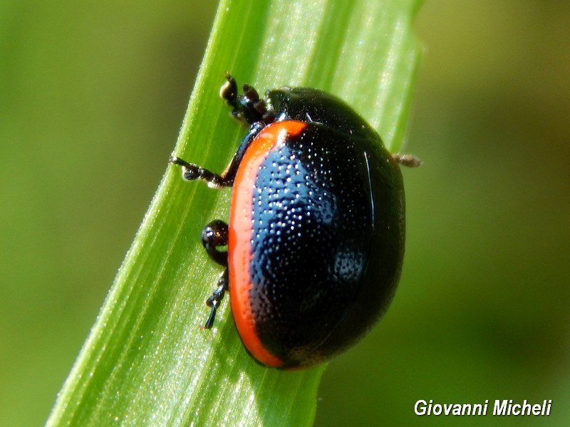 Chrysolina rossia? S., Chrysomelidae